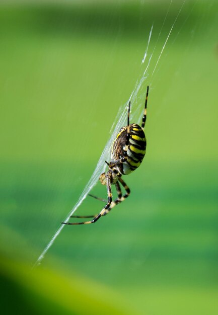 Close-up of spider on web