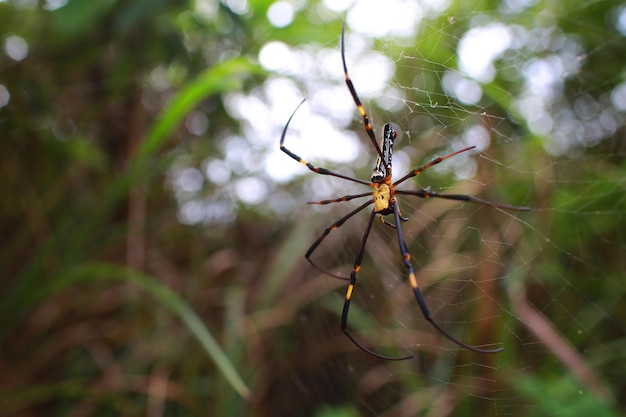 Photo close-up of spider on web