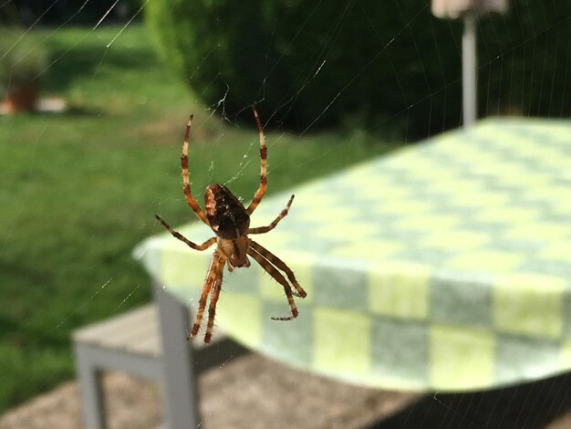 Close-up of spider on web