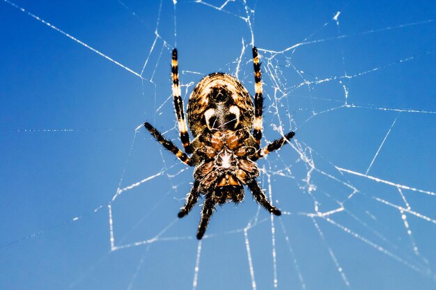 Foto close-up di un ragno sulla ragnatela