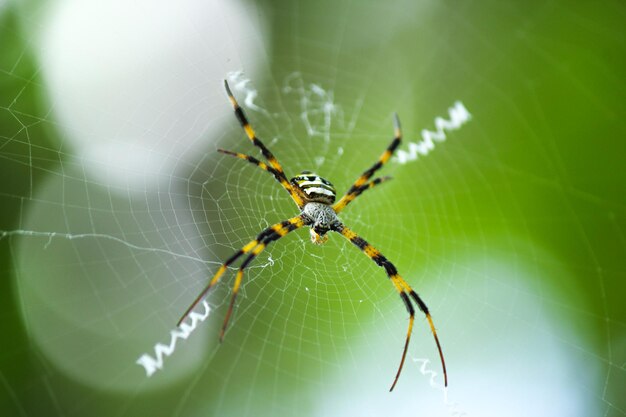 Close-up of spider on web