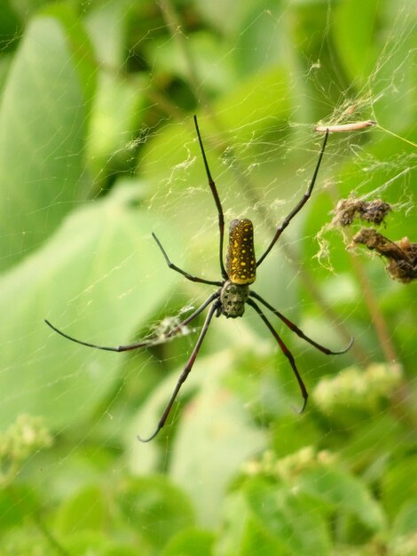 Close-up of spider on web