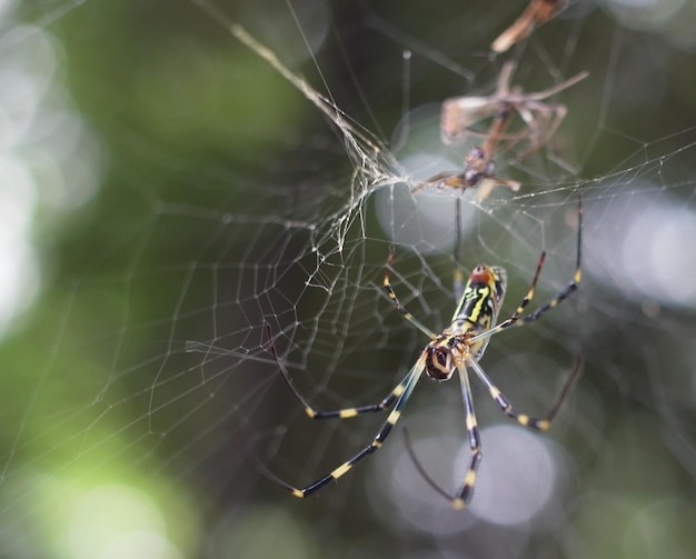 close-up of spider on web