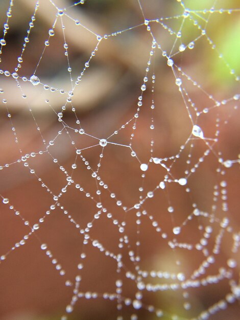 Photo close-up of spider web