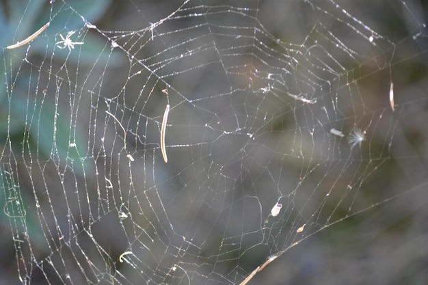 Photo close-up of spider on web