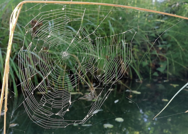 Photo close-up of spider web