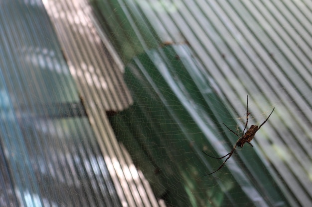 Photo close-up of spider on web