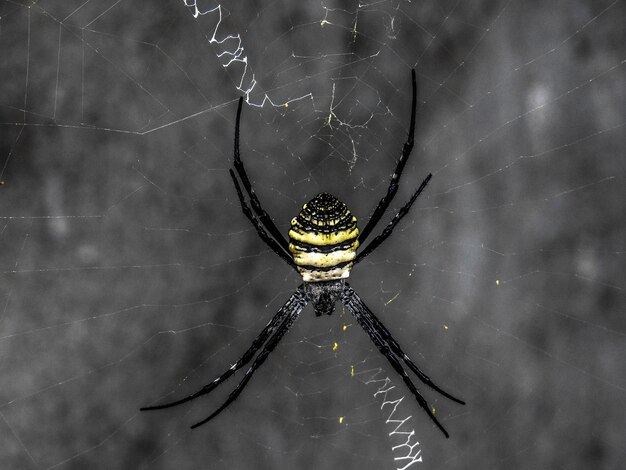 Photo close-up of spider on web