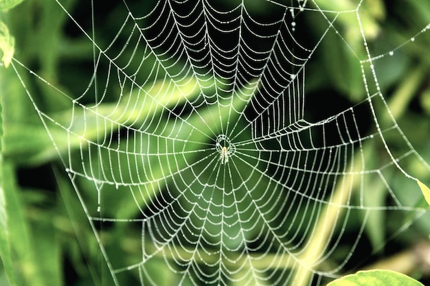 Photo close-up of spider web