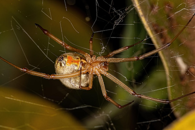 Photo close-up of spider on web