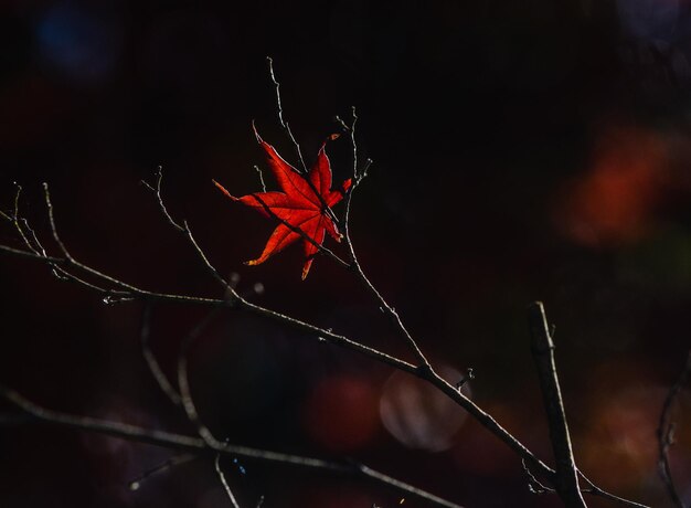 Photo close-up of spider web