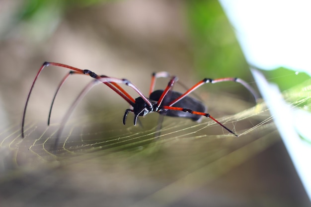 Photo close-up of spider on web