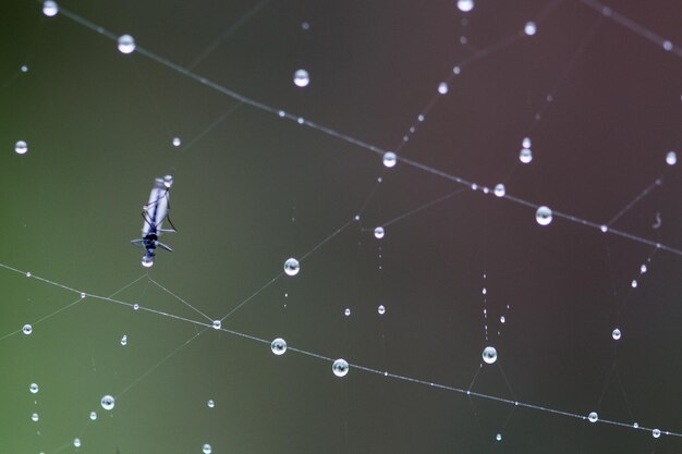 Photo close-up of spider on web