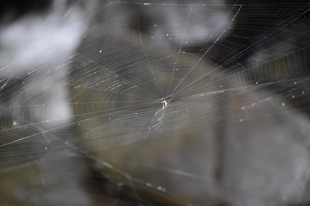 Foto close-up di un ragno sulla rete