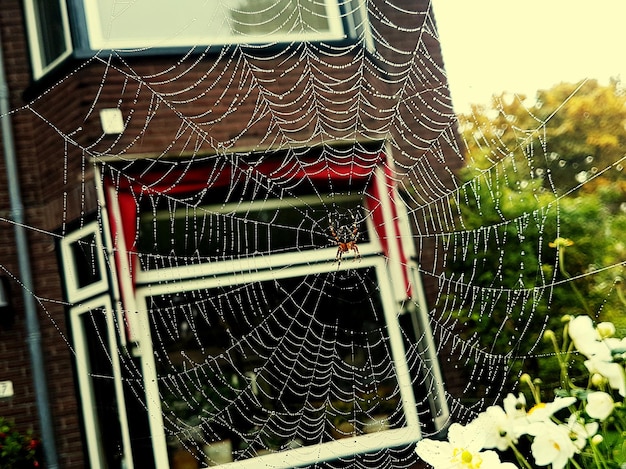 Photo close-up of spider on web