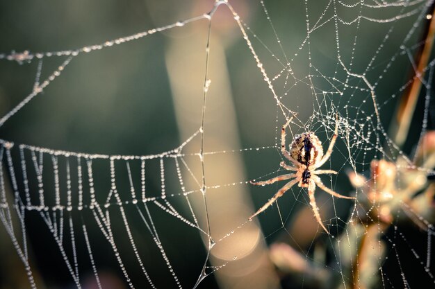 Photo close-up of spider on web