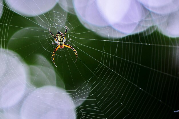 Close-up of spider on web