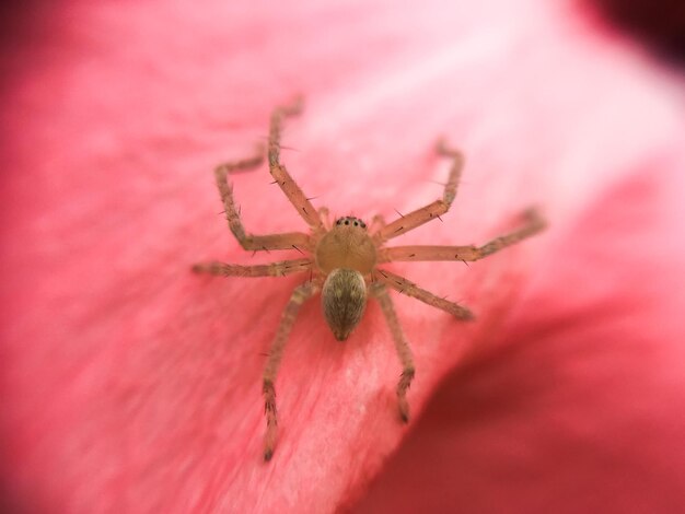 Foto close-up di un ragno sulla rete