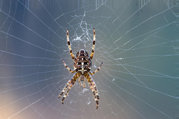 Photo close-up of spider on web