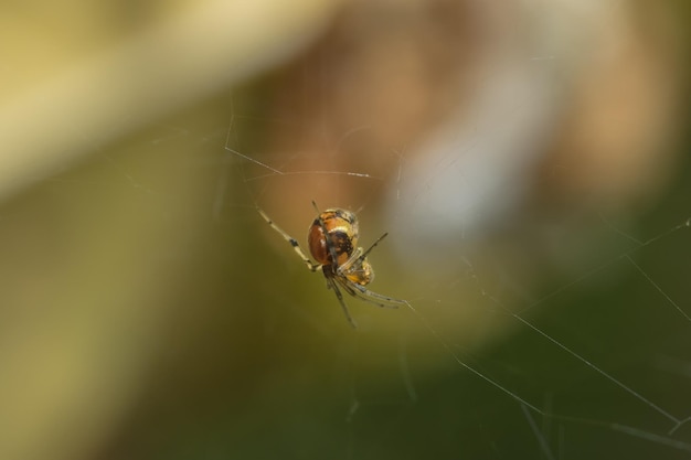 close-up of spider on web