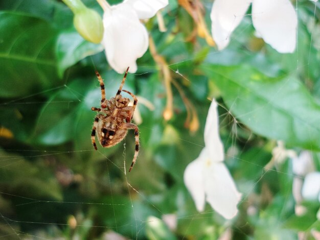 Close-up of spider on web