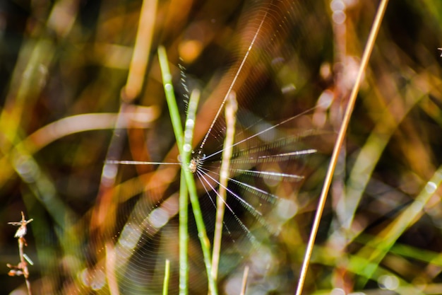 Close-up of spider on web