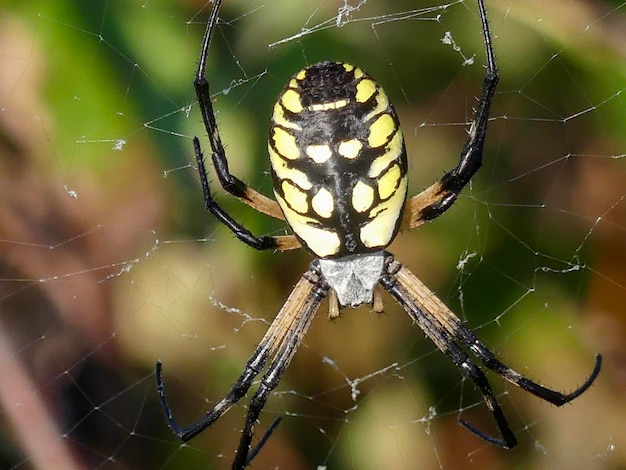 Close-up of spider on web