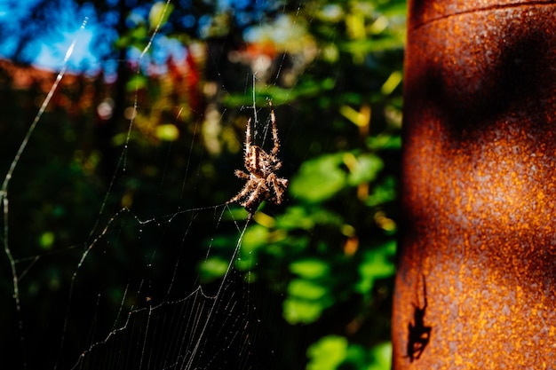 Foto close-up di un ragno sulla ragnatela