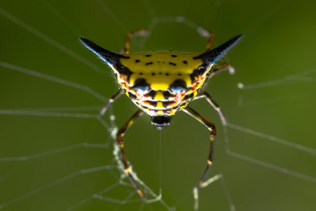 Photo close-up of spider on web