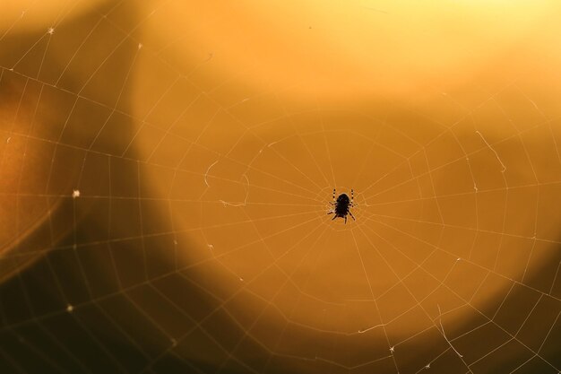 Close-up of spider on web