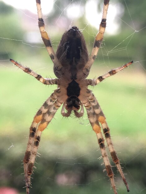 Close-up of spider on web