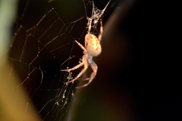 Photo close-up of spider on web