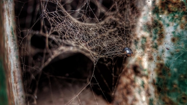 Foto close-up di un ragno sulla rete