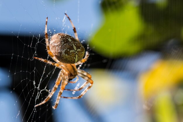 Photo close-up of spider on web