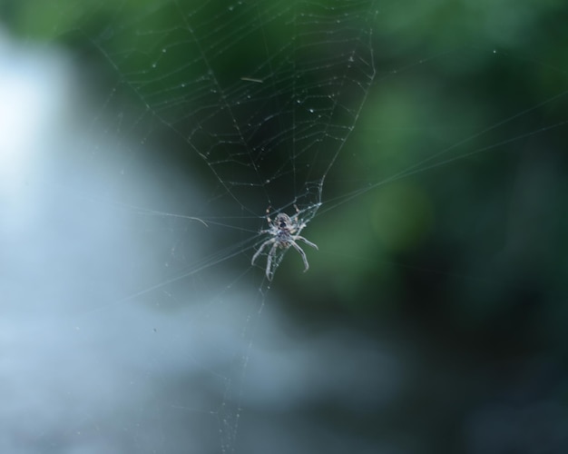 Close-up of spider web