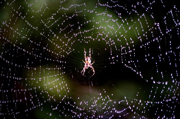 Photo close-up of spider web