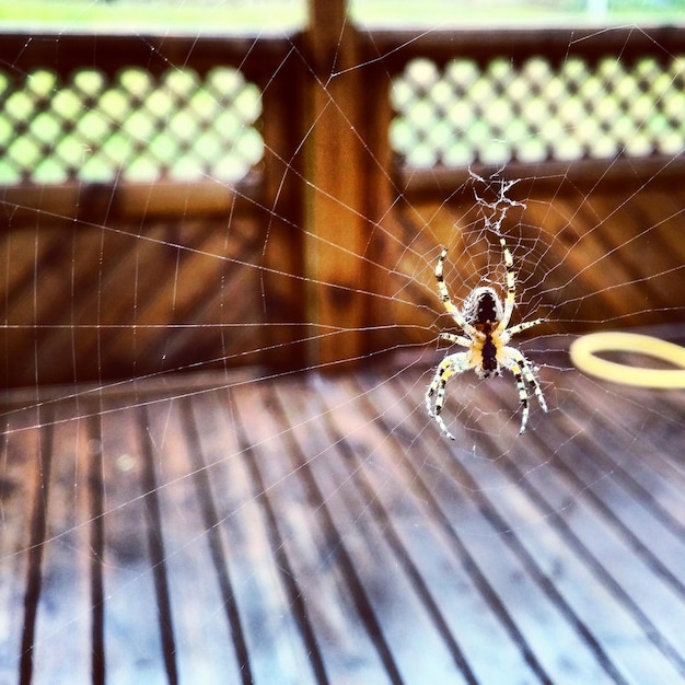 Photo close-up of spider and web