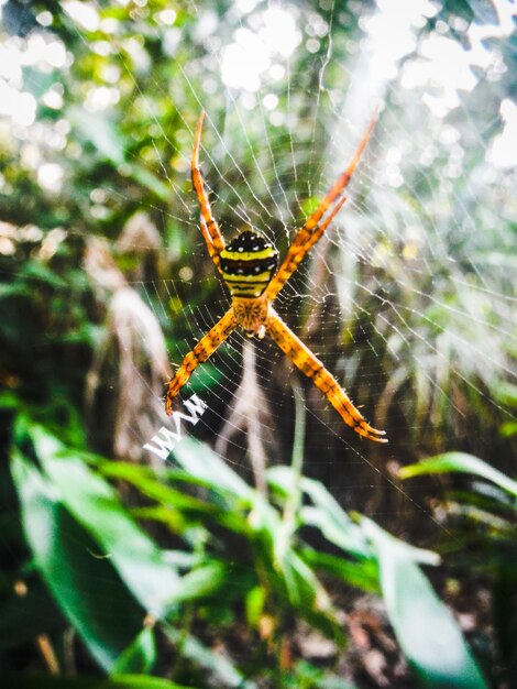 Foto close-up di un ragno sulla rete