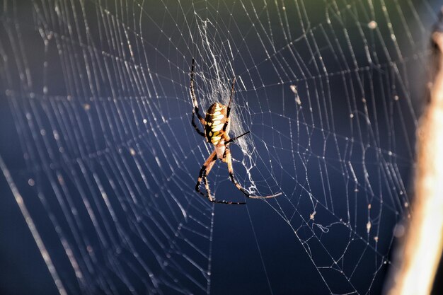 Close-up of spider on web