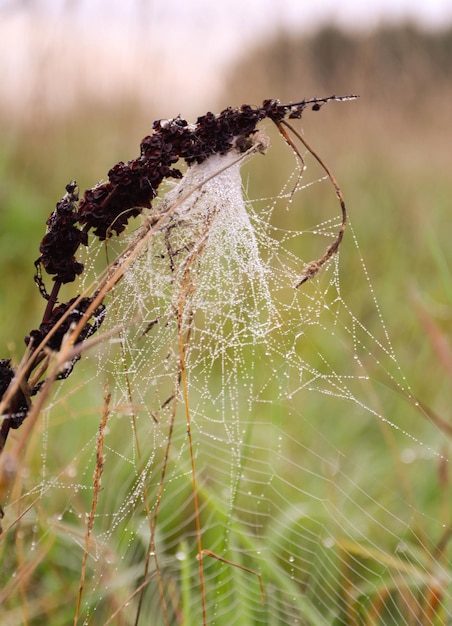 Foto close-up di un ragno sulla rete