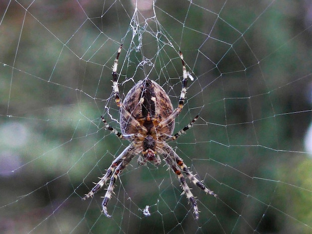 Photo close-up of spider web