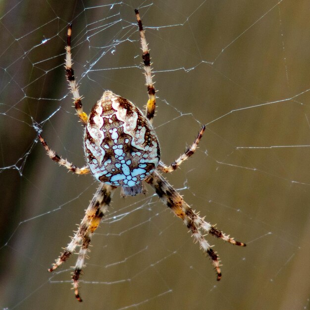 Foto close-up di un ragno sulla rete