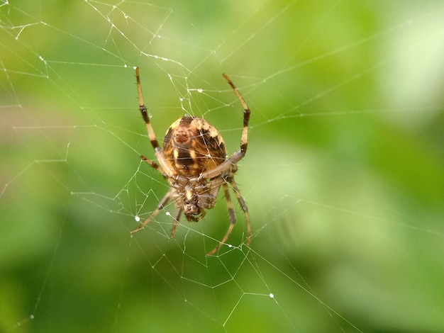 Photo close-up of spider on web