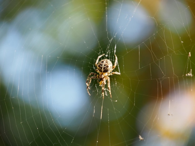 Photo close-up of spider on web