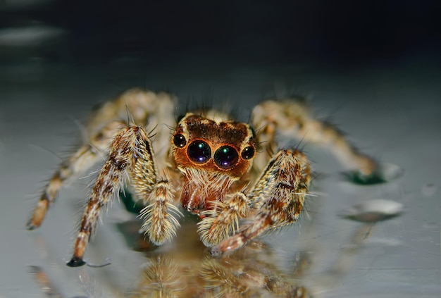 Photo close-up of spider on wet surface