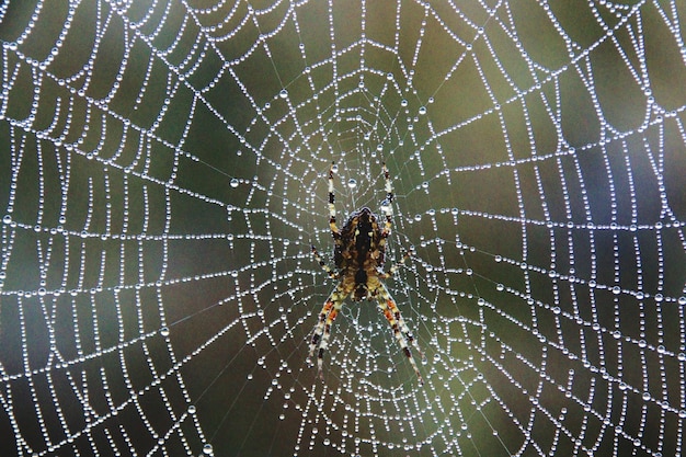 close-up of spider on wet web