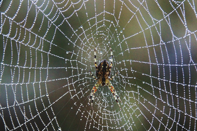 Foto prossimo piano di un ragno sulla rete bagnata