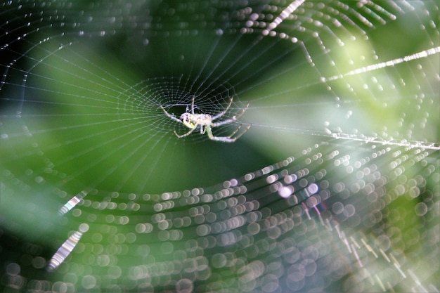 close-up of spider on wet web