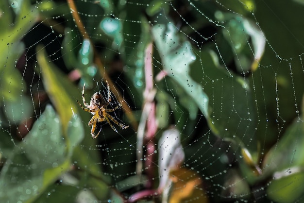 Photo close-up of spider on wet web