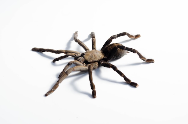 Photo close-up of spider on white background